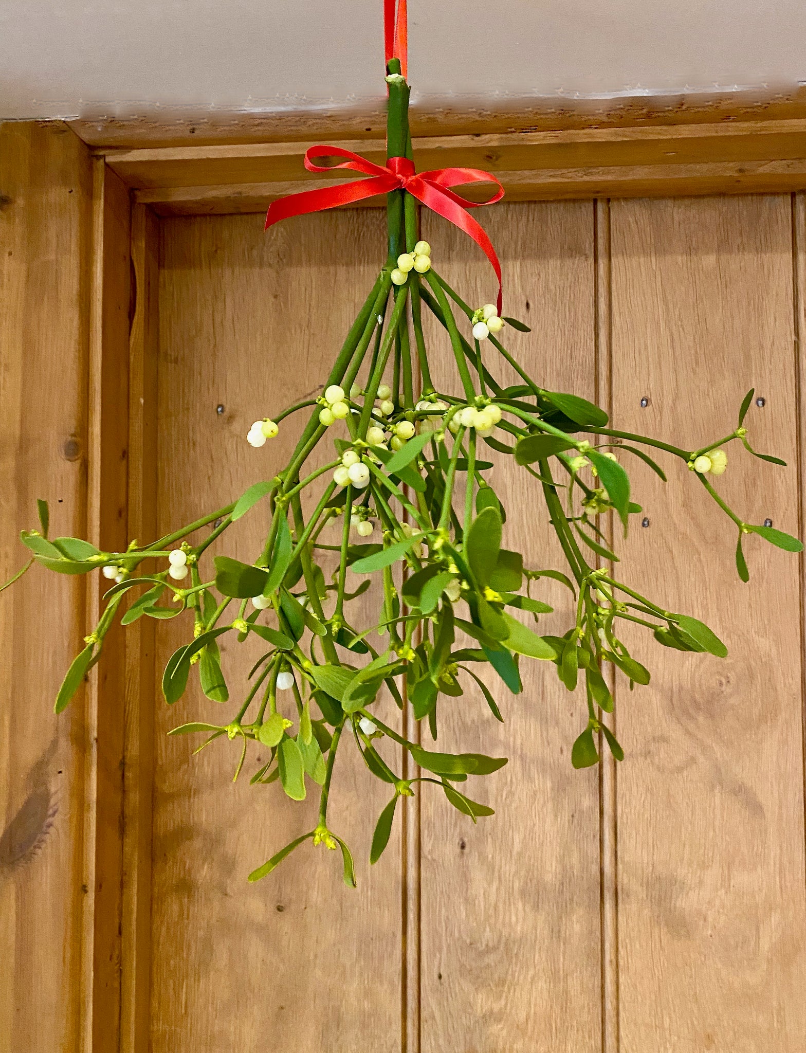 Mistletoe Bunch, Delivery included on this product !!!