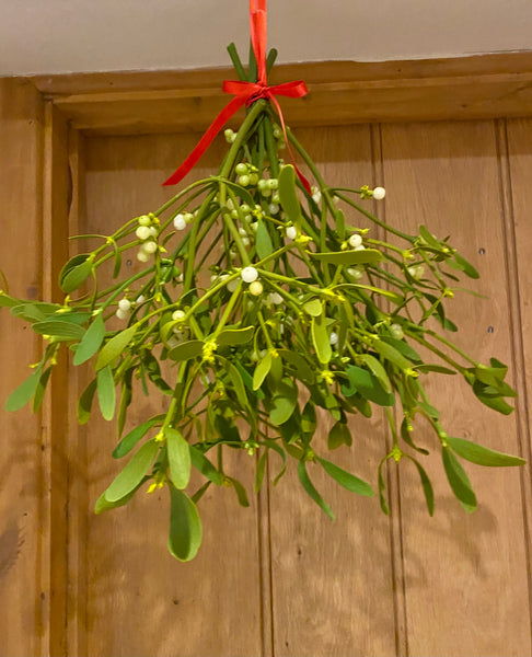 Mistletoe Bunch, Delivery included on this product !!!